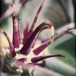 Cactus Crown by Kelley King