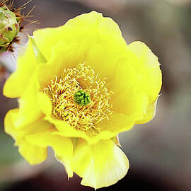 Cactus Flower by Barbaracarrollphotography