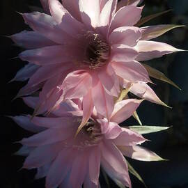 Cactus Flowers in Pink by Joe Schofield