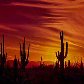 Cactus Glow by Mary Jo Allen