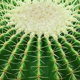 Cactus by Ithinksky