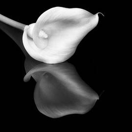 Cala Lily Reflection BW by Susan Candelario
