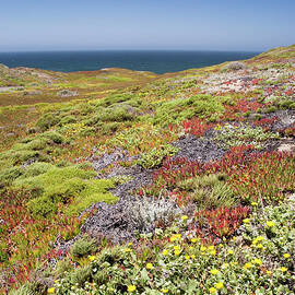 California Coastal Wild Flowers With by Philippe Widling Design Pics