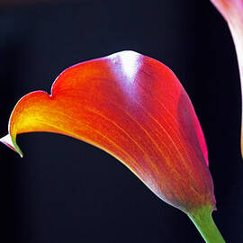 Calla Colors and Curves by Rona Black
