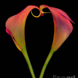 Calla Lillies Kissing by Susan Candelario