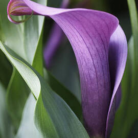Calla Lily in Purple Ombre by Rona Black
