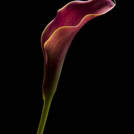 Calla Profile by Jean Noren