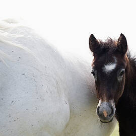 Camargue Horse And Foal by Franz Aberham