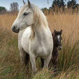 Camargue Horse With Foal, France by Images From Barbanna