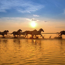 Camargue Horses At Sunset by Images From Barbanna