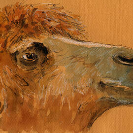 Camel head study by Juan  Bosco