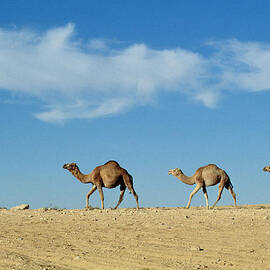Camel train by Anonymous