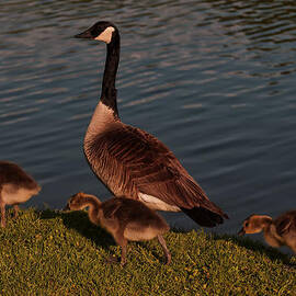 canadian goose and gosling by Flees Photos