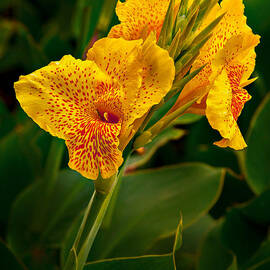 Canna Blossom by Mary Jo Allen