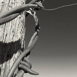 Capture by Mary Lee Dereske