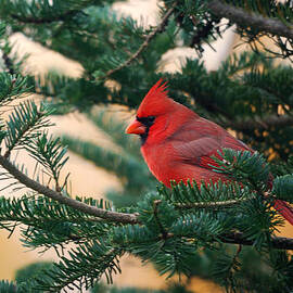 Cardinal in Balsam by Sue Capuano