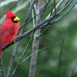 Cardinal West by Jeffrey Kolker