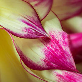 Cascade by Mary Jo Allen