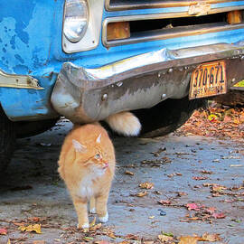 Cat and 1967 Chevy by Mary Lee Dereske