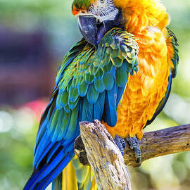 Catalina Macaw by Bill and Linda Tiepelman