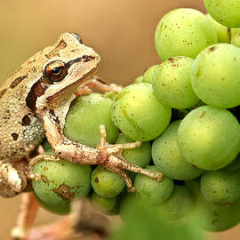 Catching a ride on the pinot by Jean Noren