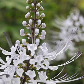 Cat's Whisker flower in garden by Sami Sarkis Photography