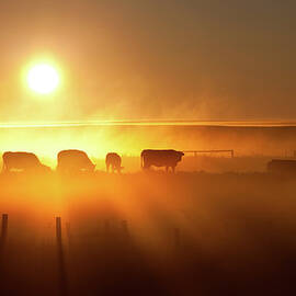 Cattle Silhouette On An Alberta Ranch by Imaginegolf