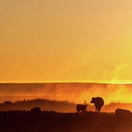 Cattle Silhouette Panorama by Imaginegolf