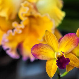 Cattleya Orchid by Flees Photos