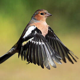 Chaffinch in flight by Grant Glendinning