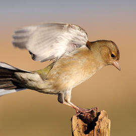 Chaffinch landing by Grant Glendinning