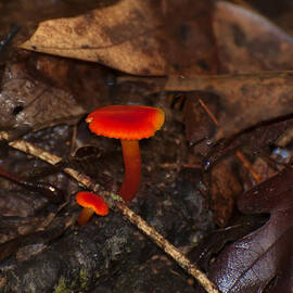 Chanterelle waxy cap mushroom by Flees Photos