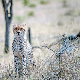 Cheetah by Jnhphoto