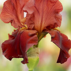 Chelsea Iris by Rona Black