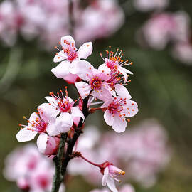 Cherry blossoms by Flees Photos