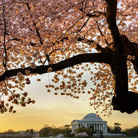 Cherry Blossoms Frame The Jefferson by Ogphoto