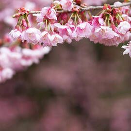 Cherry Blossoms by Samyaoo