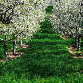 Cherry Orchard Morning by Mary Lee Dereske