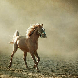 Chestnut Arabian Horse by Christiana Stawski