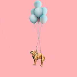 Chihuahua Dog Floating With Balloons by Ian Ross Pettigrew