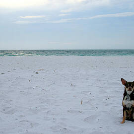 Chihuahua on the beach by Georgia Clare