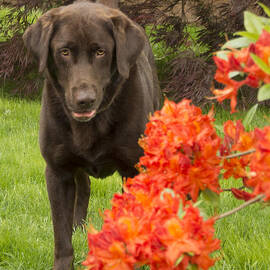 Chocolate Lab in Azaleas  by Jean Noren