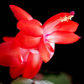 Christmas Cactus Flower by Rona Black