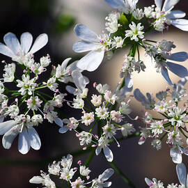 Cilantro en Flor by Joe Schofield