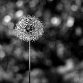 Circles of Life by Rona Black