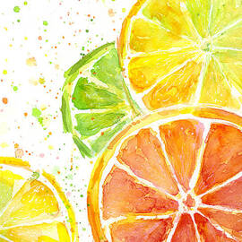 Citrus Fruit Watercolor by Olga Shvartsur