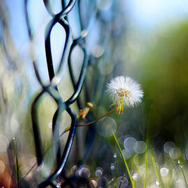 clash of the titans by Laura Fasulo