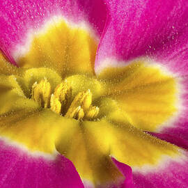 Close up and personal with a Primrose by Jean Noren