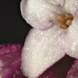 Close up of Daphne Odora by Jean Noren