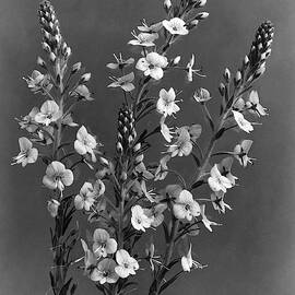 Close Up Of Gentian Speedwell Flowers by J. Horace McFarland